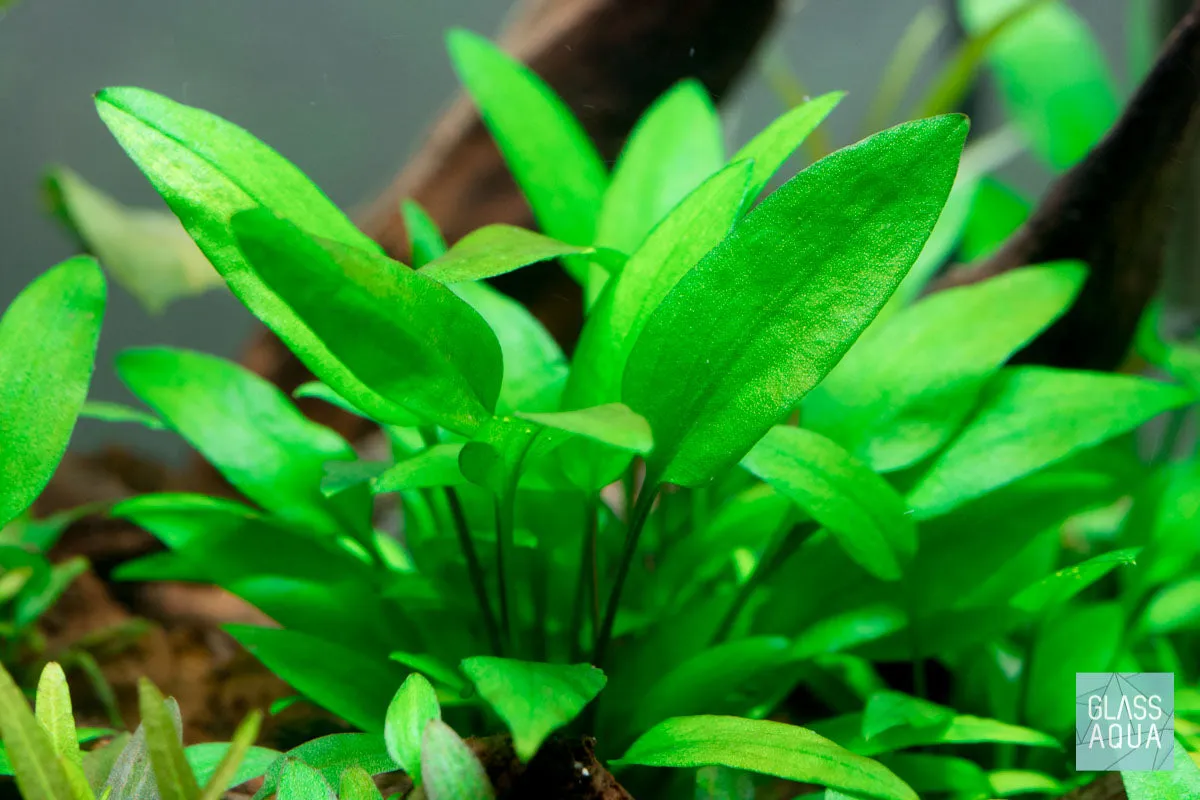 Cryptocoryne Wendtii Green Gecko