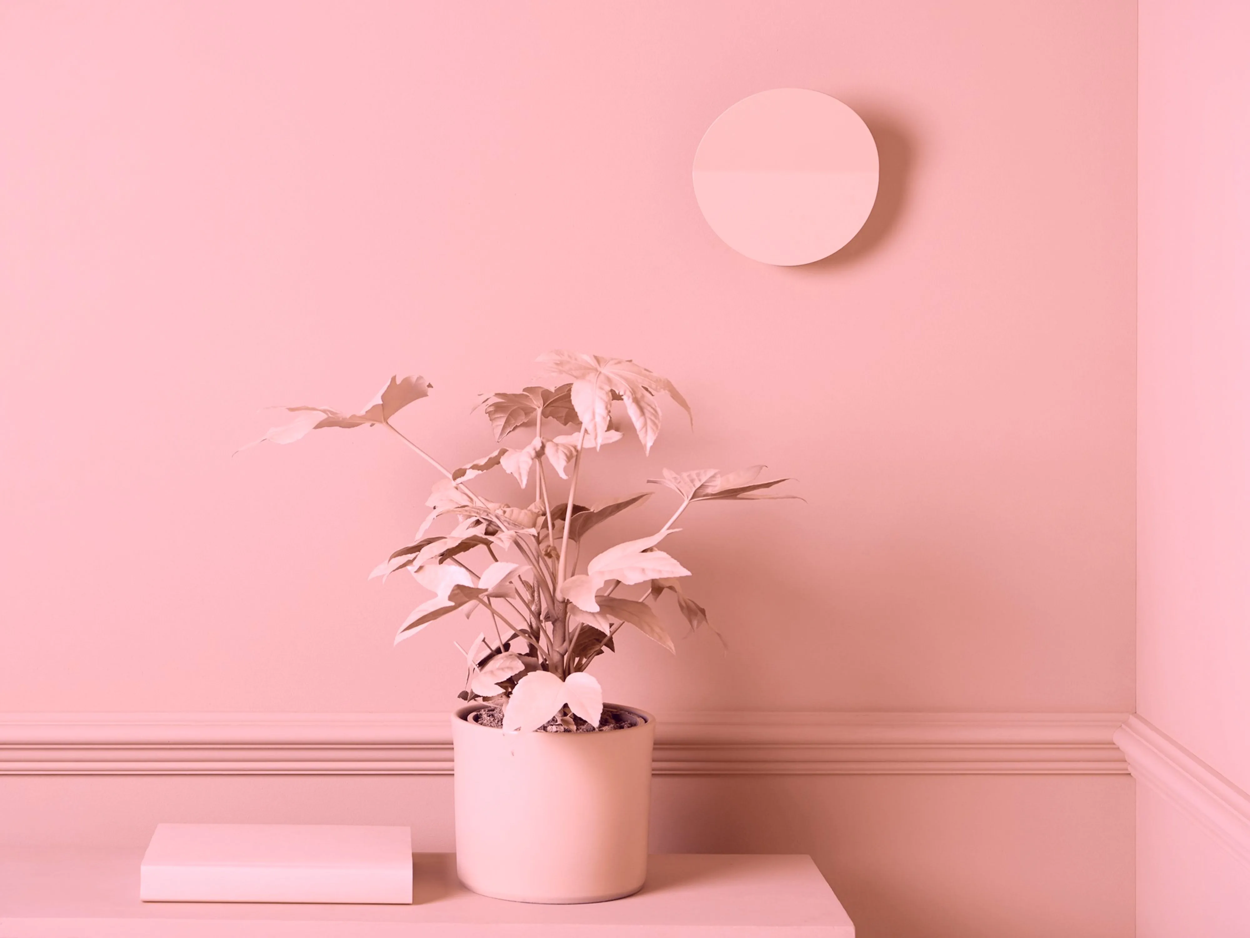 Pink diffuser wall light