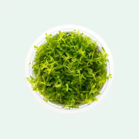 Rotala Macrandra Pink