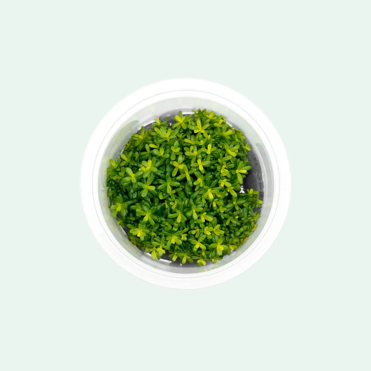 Rotala Macrandra Yellow