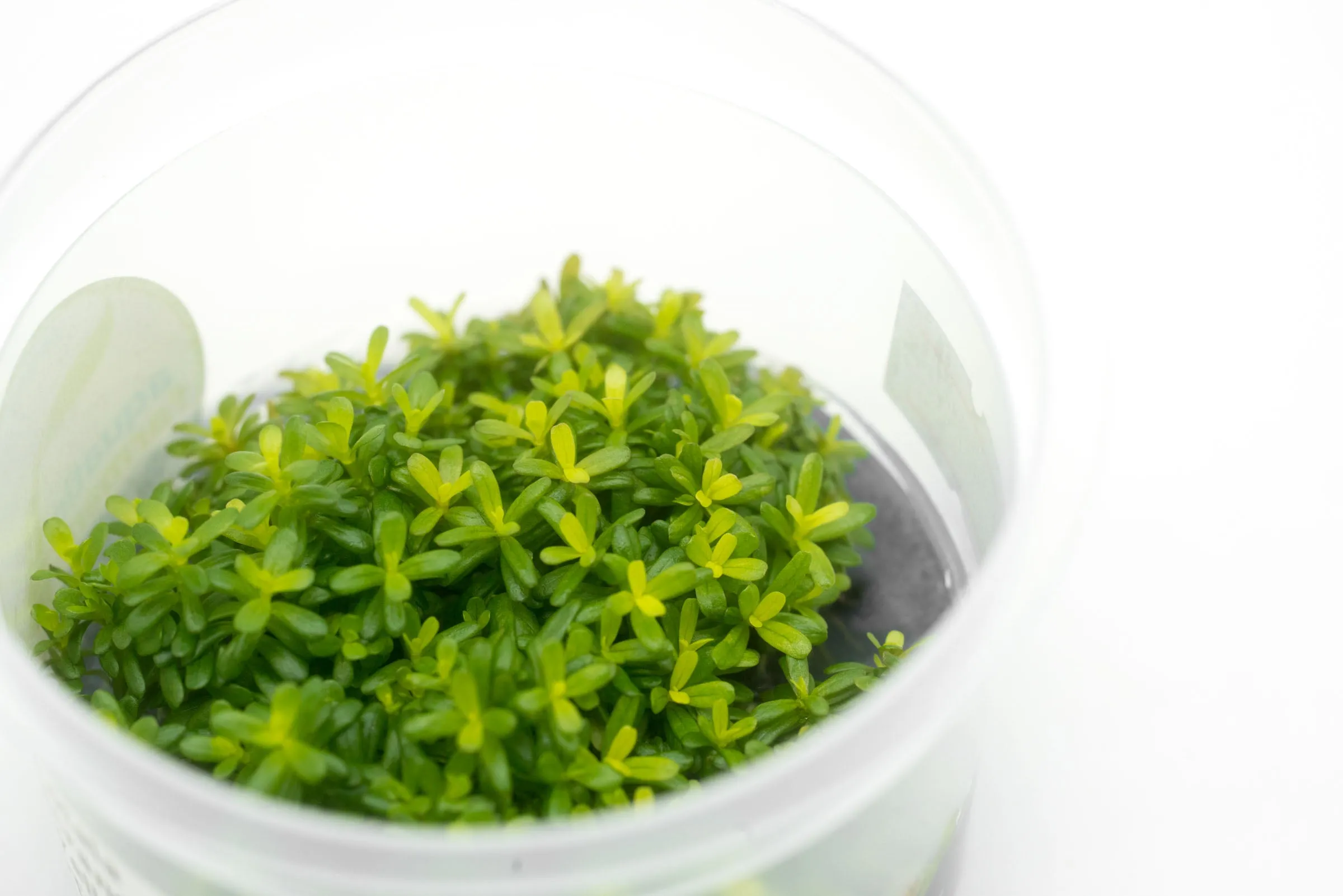 Rotala Macrandra Yellow