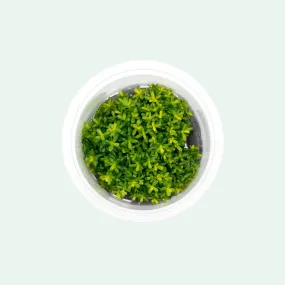 Rotala Macrandra Yellow