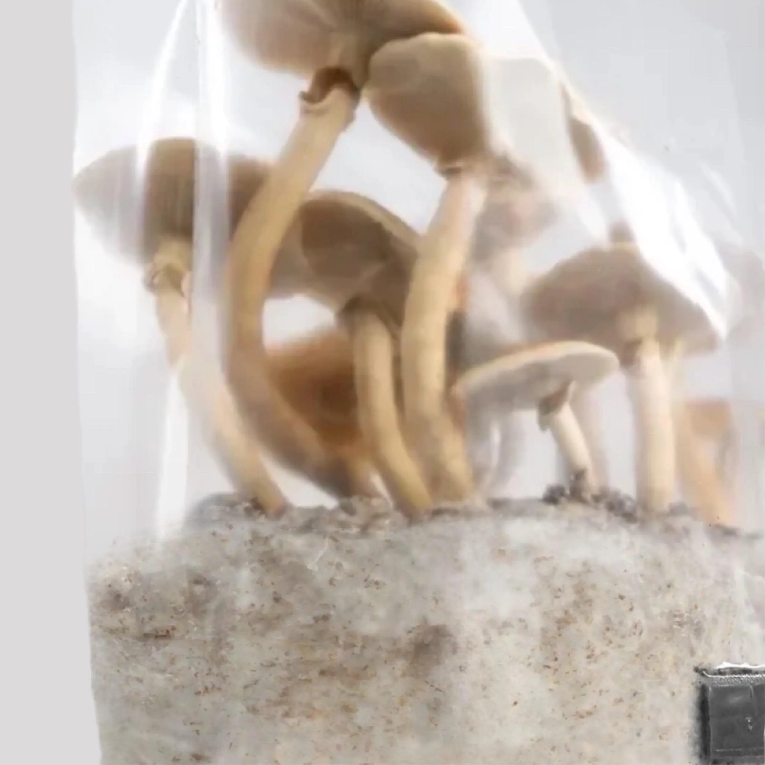 'ShroomTek'   Spore Boostr All-In-One Mushroom Grow Bag