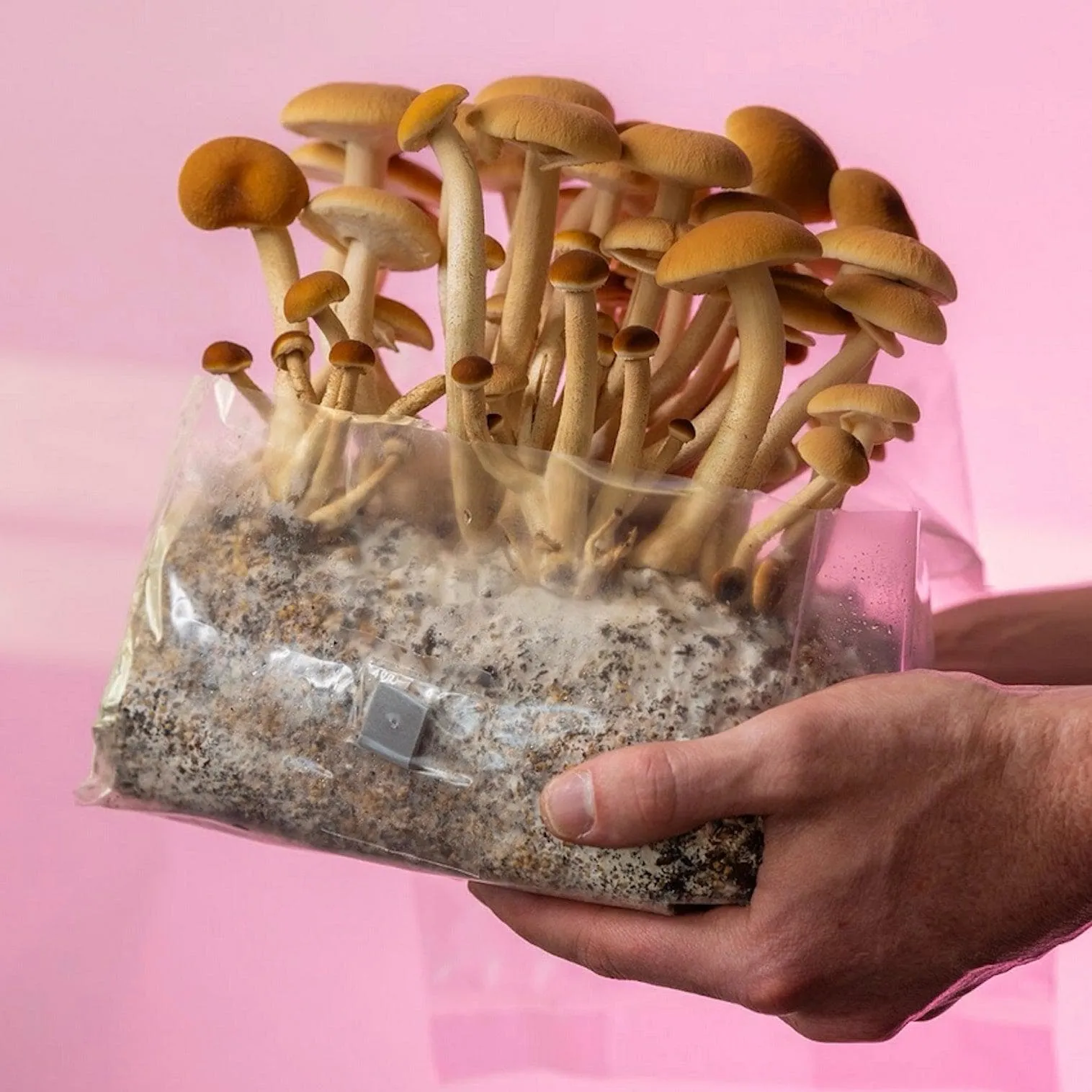 'ShroomTek'   Spore Boostr All-In-One Mushroom Grow Bag